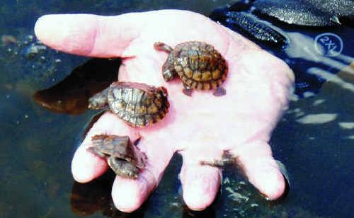 Turtles released in the Mary River on Sunday. Turtles released in the Mary River on Sunday.